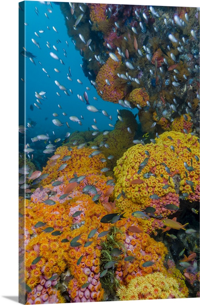 Indonesia, West Papua, Triton Bay. Coral reef scenic.