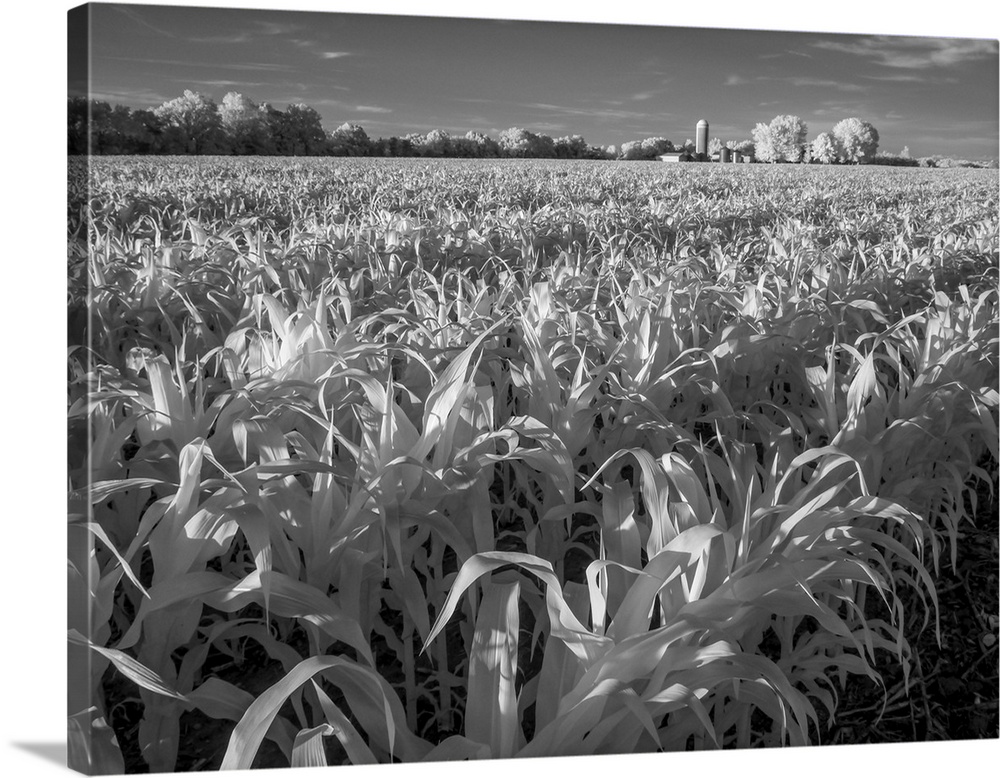 Infrared of Minnesota River, Minnesota River Valley Wildlife Refuge, central Minnesota.