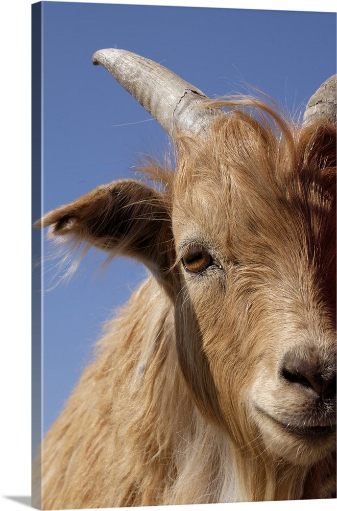 Inner Mongolian Cashmere goat, Western Mongolia.