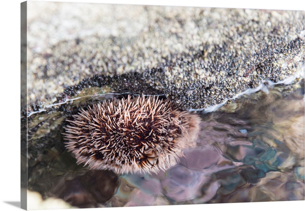 Mexico, Baja California Sur, Sea of Cortez. Intertidal marine life. Sea urchin clings to underside of rock.