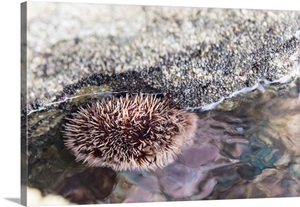 Intertidal Marine Life, Sea Urchin Clings To Underside Of Rock, Sea Of Cortez, Mexico image thumbnail