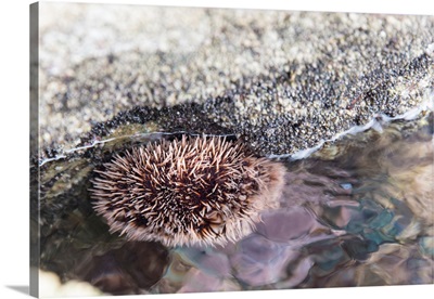 Intertidal Marine Life, Sea Urchin Clings To Underside Of Rock, Sea Of Cortez, Mexico
