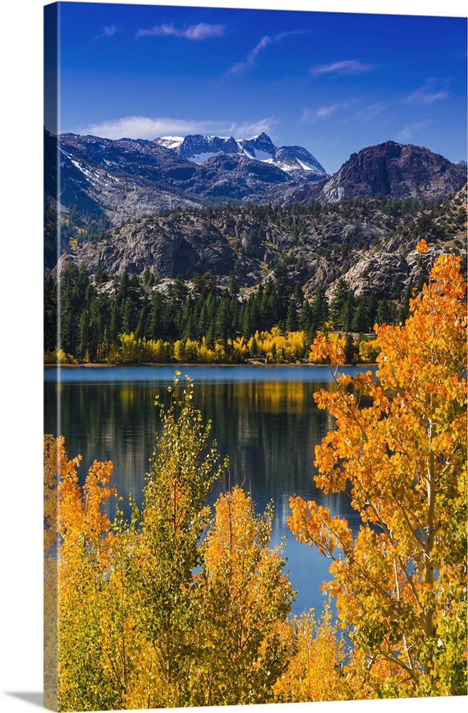 Golden fall aspen at June Lake, Inyo National Forest, Sierra Nevada Mountains, California USA