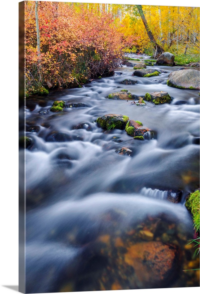 Fall color along Lundy Creek, Inyo National Forest, Sierra Nevada Mountains, California USA