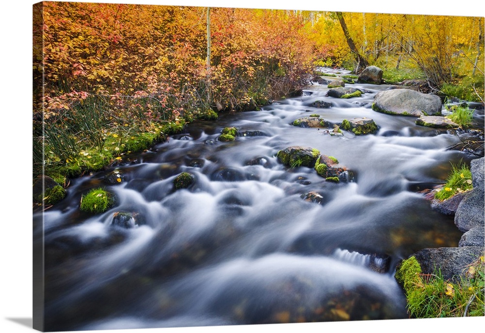 Fall color along Lundy Creek, Inyo National Forest, Sierra Nevada Mountains, California