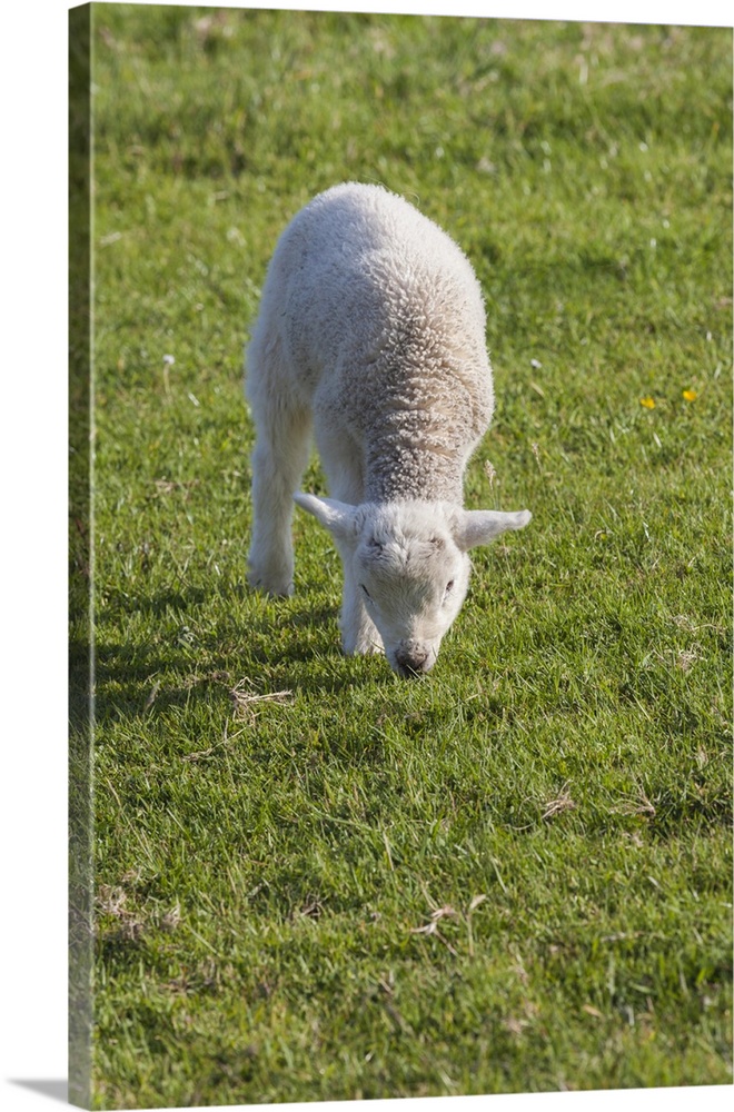 Ireland, County Kerry, Dingle Peninsula, Slea Head Drive, Slea Head, young sheep.