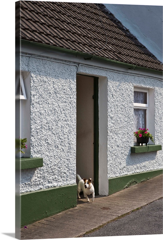 Ireland, County Mayo, Cong.Vacation cottage with Jack Russell Terrier in doorway.