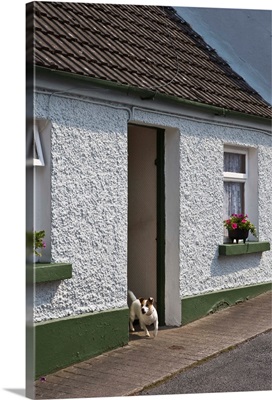 Ireland, County Mayo, Cong.Vacation cottage with Jack Russell Terrier in doorway