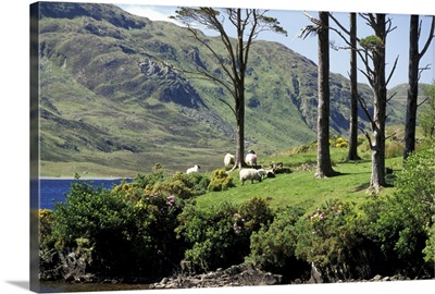 Ireland, County Mayo, Dho Lough. Sheep grazing