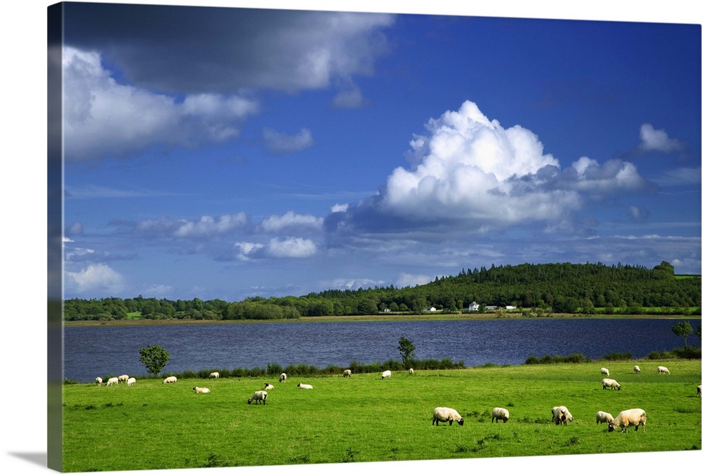 Europe, Ireland, County Roscommon. Pastoral scene of lake and grazing sheep. Credit as: Dennis Flaherty / Jaynes Gallery /...