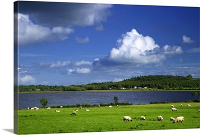 Ireland, County Roscommon. Pastoral scene of lake and grazing sheep