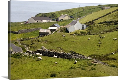 Ireland, Donegal. Homes and grazing sheep in green countryside