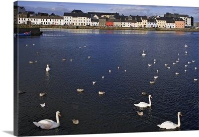 Ireland, Galway, Birds In Galway Bay