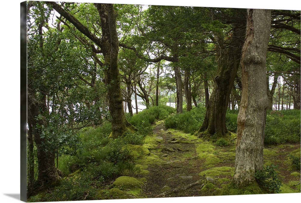 IRELAND, Kerry, Killarney National Park. HIking trails near Muckross House.