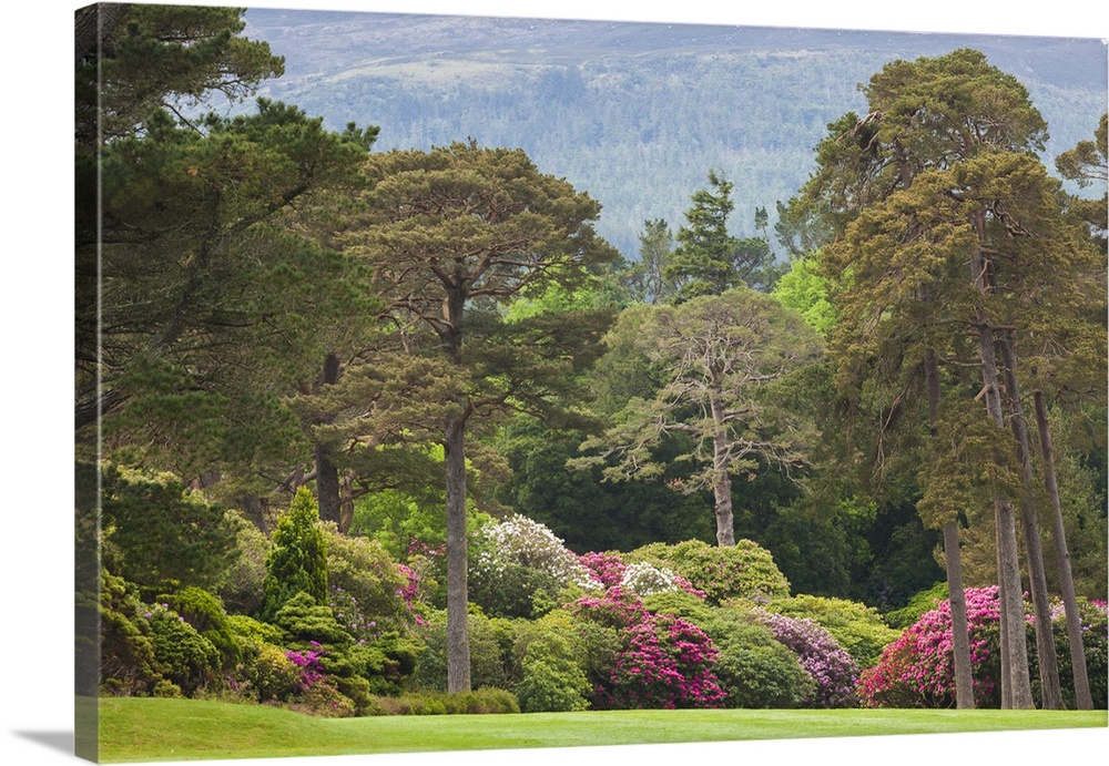 Ireland, County Kerry, Ring of Kerry, Killarney, Killarney National Park, gardens springtime.