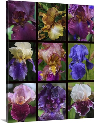 Irises Of Aquitaine