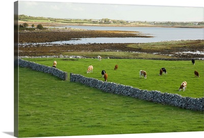 Irish Countryside, County Galway, Ireland, Farm, Cows, Stonefence