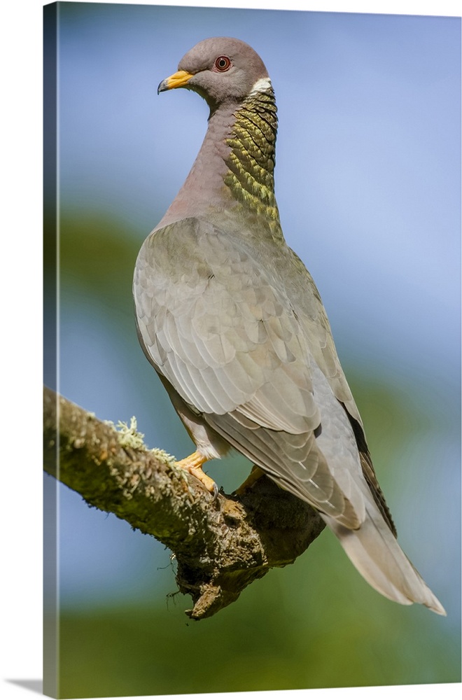 Issaquah, Washington State, USA. Band-tailed Pigeon (Columba fasciata) sitting on a branch.