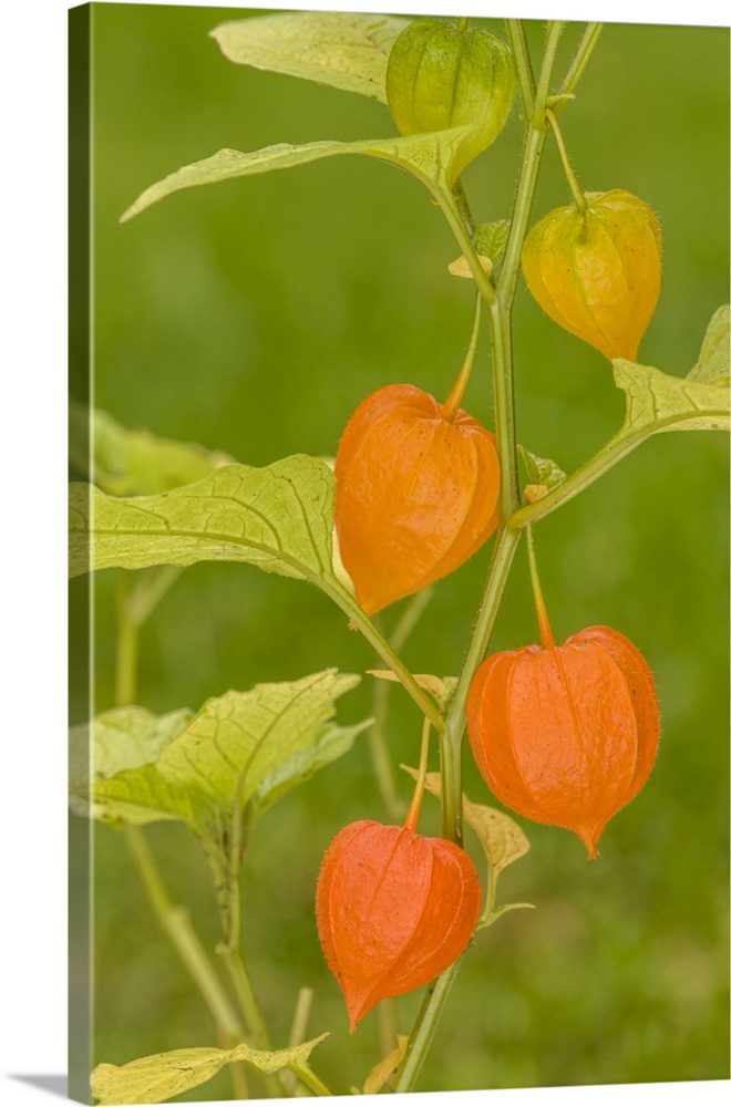 Issaquah, Washington State, USA. Bladder cherry (Physalis alkekengi) is easily identifiable by the larger, bright orange t...
