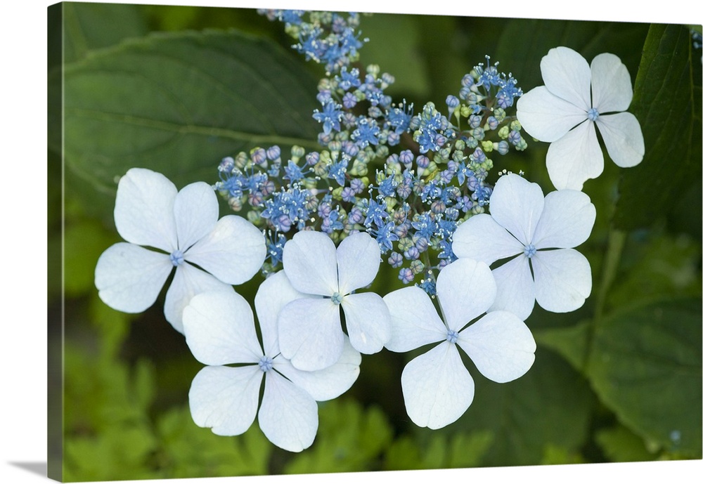 Issaquah, Washington State, USA. Bluebird hydrangea shrub in bloom.