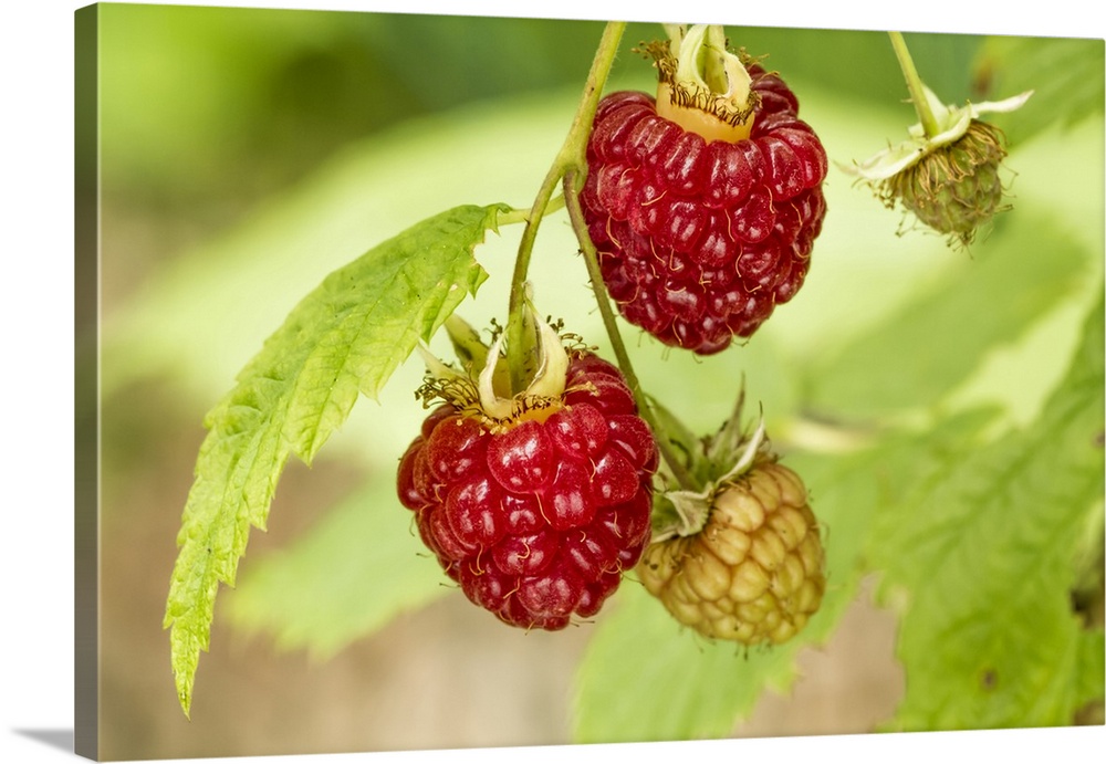 Issaquah, Washington State, USA. Cluster of raspberries in various stages of ripeness growing on a vine. United States, Wa...