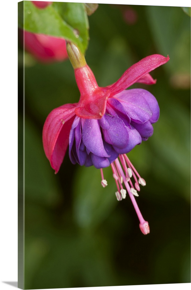 Issaquah, Washington State, USA. Fuchsia blossom in a shady yard.