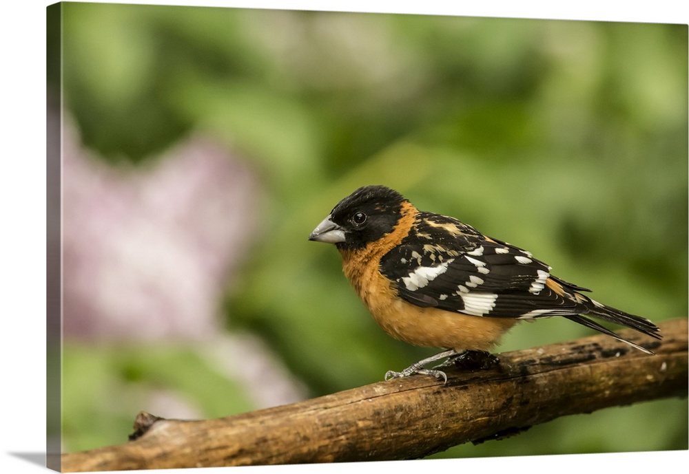 Issaquah, Washington State, USA. Male black-headed grosbeak on a dead branch.