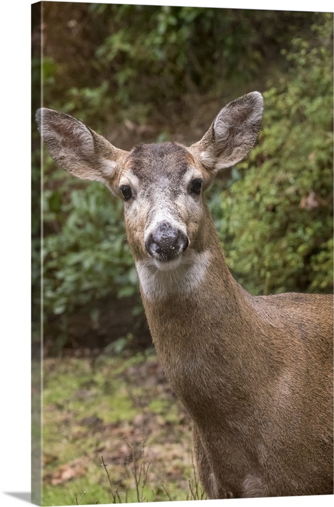 Issaquah, Washington State, USA. Male mule deer with antlers just barely visible in a rural residential yard.