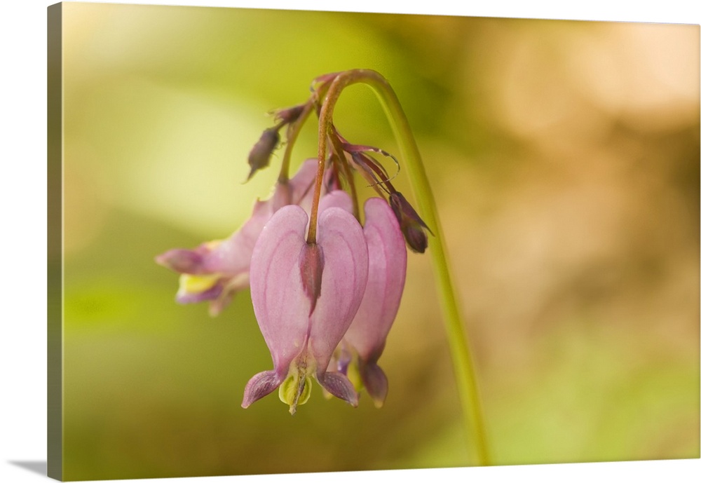 Issaquah, Washington State, USA. Pacific bleeding hearts (Dicentra formosa) wildflowers.