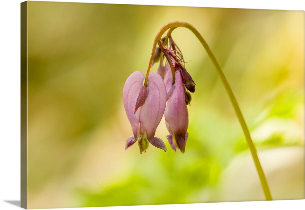 Issaquah, Washington State, USA. Pacific bleeding hearts wildflowers.