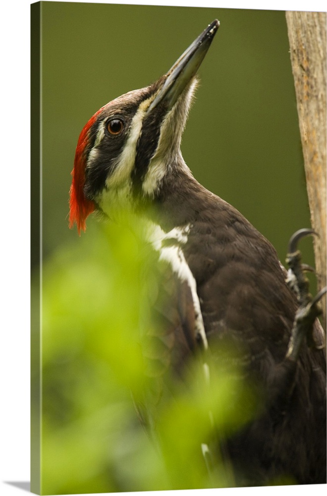 Issaquah, Washington State, USA. Pileated woodpecker close-up on a tree trunk.