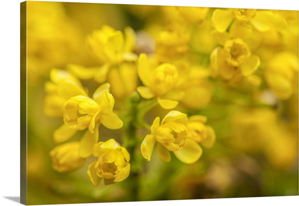 Issaquah, Washington State, USA. Tall Oregon Grape (Mahonia aquifolium) blossoms.