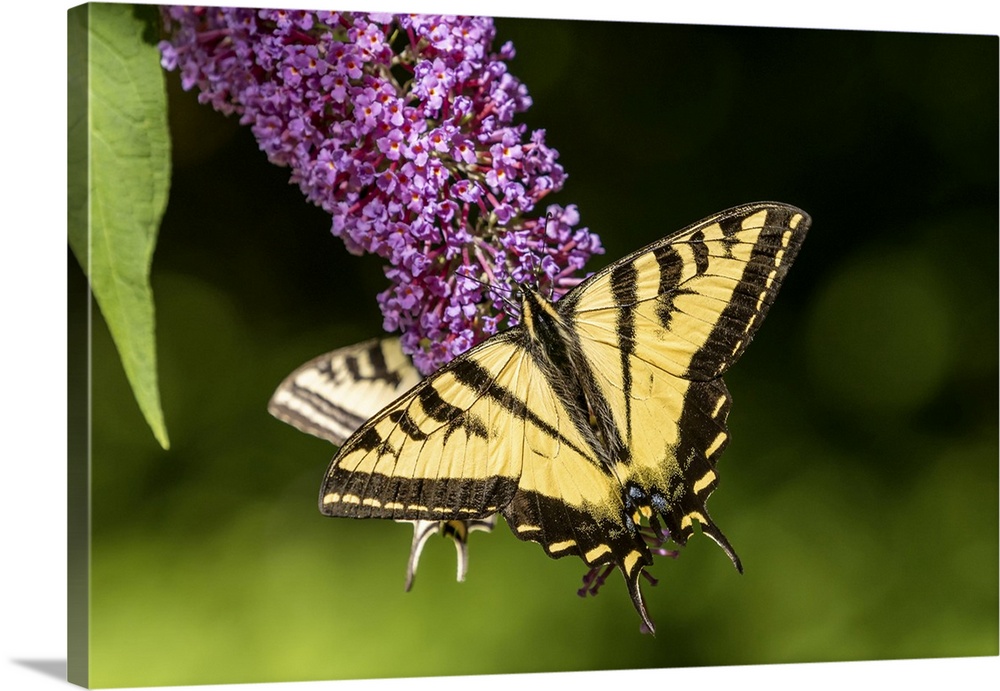 Issaquah, Washington State, USA. Two Western Tiger Swallowtail butterflies pollinating a Butterfly Bush. United States, Wa...