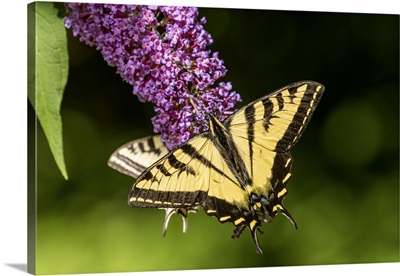 Issaquah, Washington State, Two Western Tiger Swallowtail Butterflies Pollinating