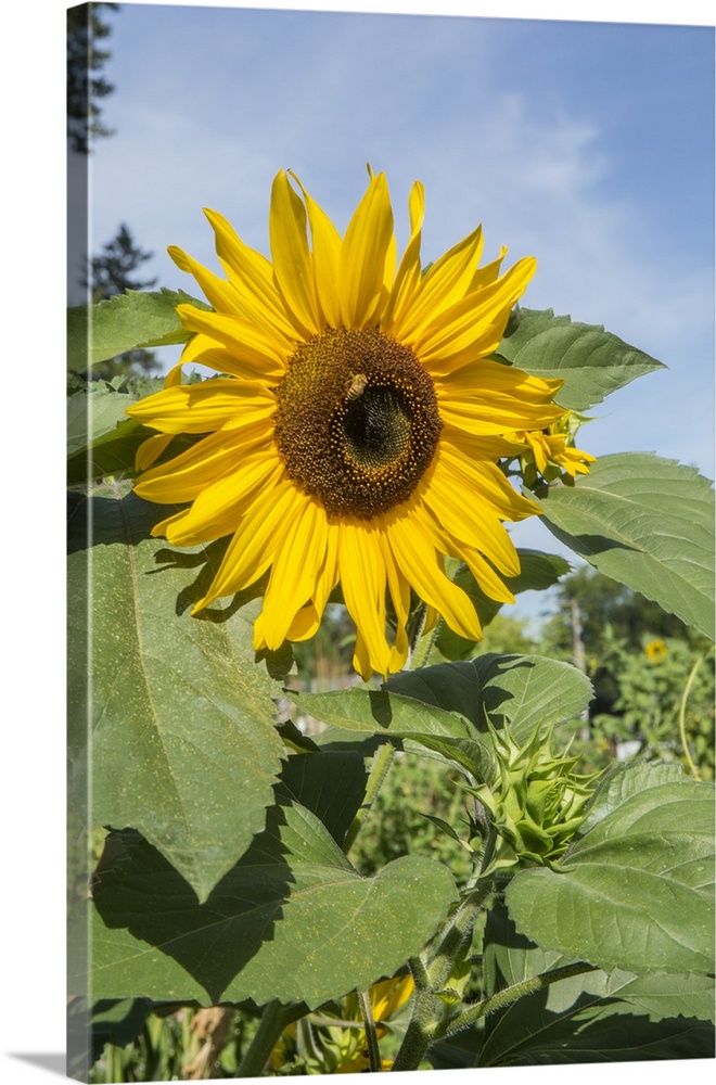 Issaquah, Washington State, USA. Honeybee pollinating a sunflower on a sunny day. United States, Washington State.