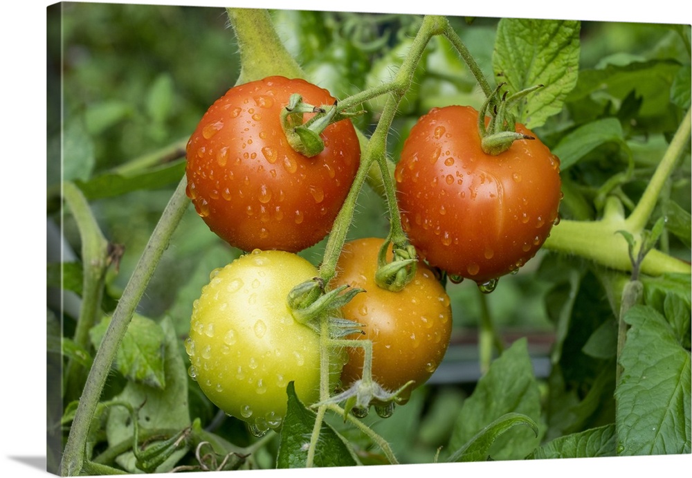 Issaquah, Washington State, USA. Matina heirloom tomato plant. United States, Washington State.