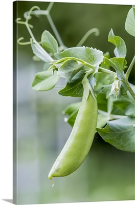 Issaquah, Washington State, USA, Snow Pea Plant Growing In A Garden