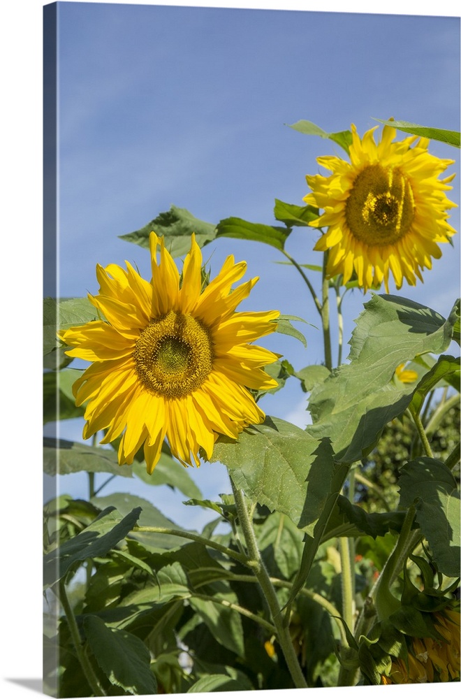 Issaquah, Washington State, USA. Sunflower plants on a sunny day. United States, Washington State.