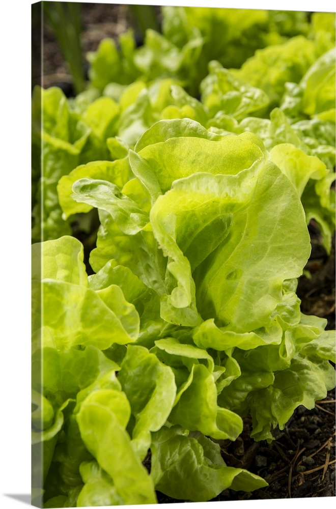 Issaquah, Washington State, USA. Tom Thumb lettuce plants. United States, Washington State.