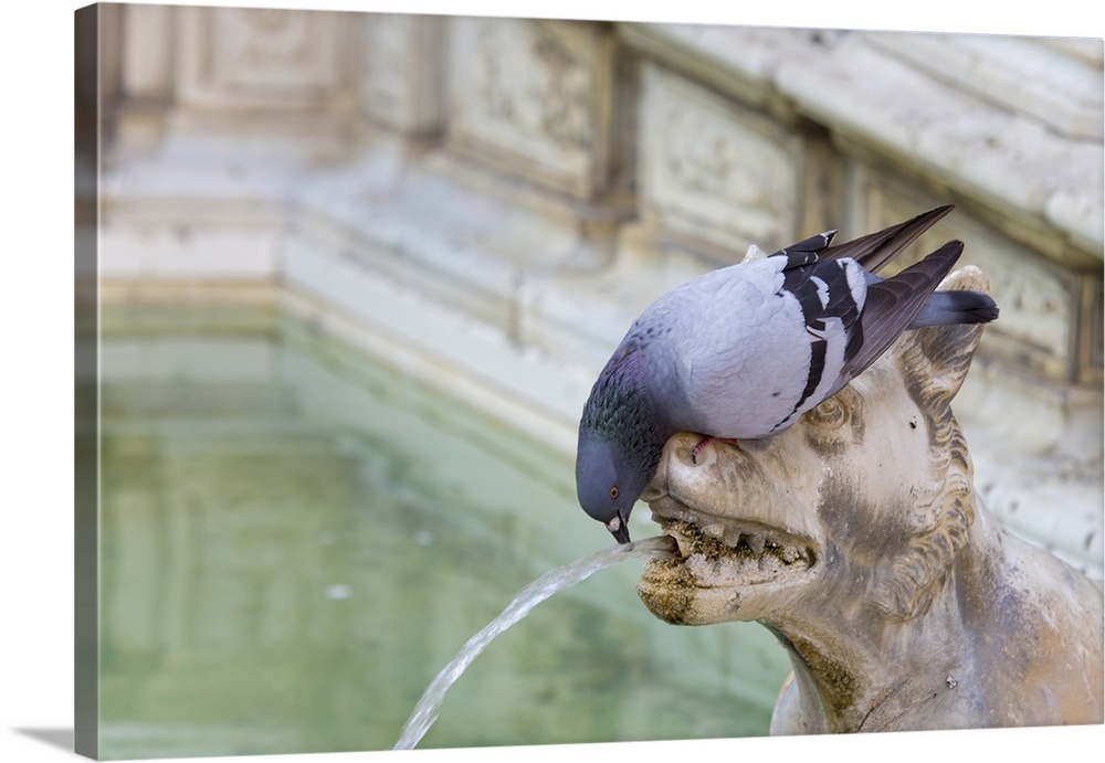 Italy, Siena, Il Campo. Fountain of Joy, pigeon drinking from wolf water spout.