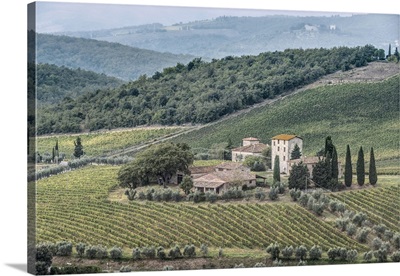Italy, Tuscany, Chianti, near Gaiole in Chianti, Vineyard