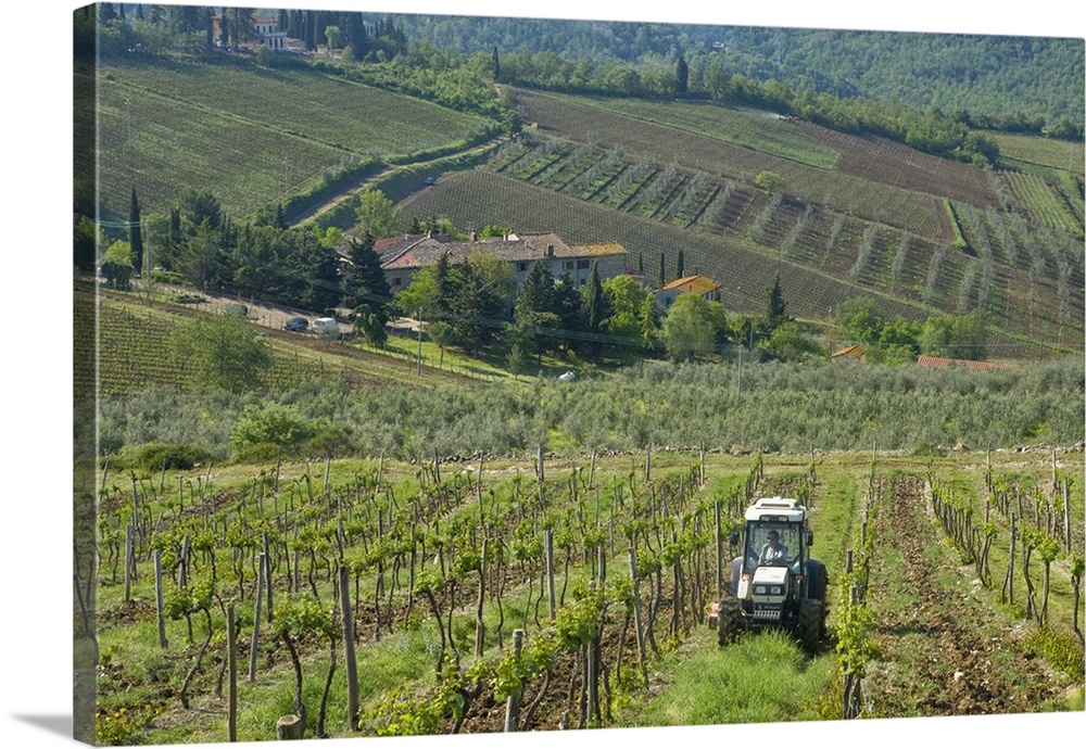 Italy, Tuscany, Chianti region. Tractor in the vineyard.