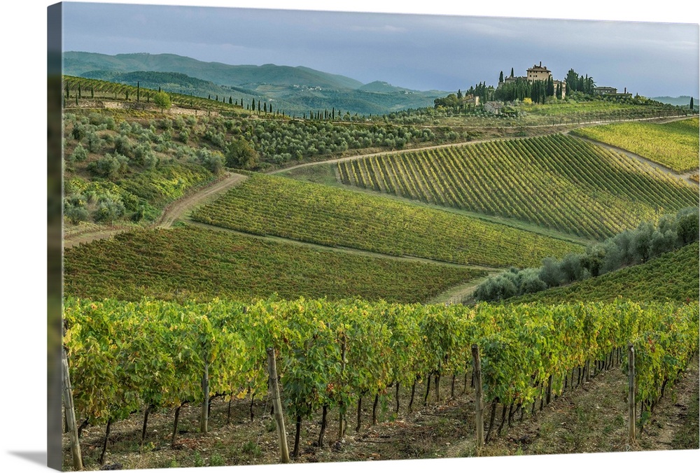 Italy, Tuscany, Chianti, Vineyard near Radda in Chianti.