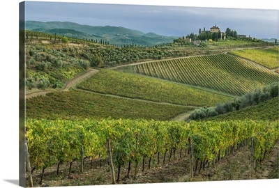 Italy, Tuscany, Chianti, Vineyard near Radda in Chianti