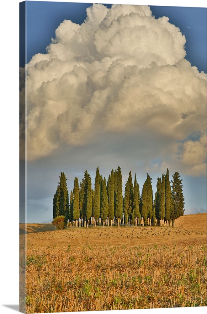 Italy, Tuscany. Cypress tree grove and towering cloud formation.