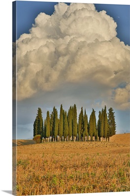 Italy, Tuscany, Cypress tree grove and towering cloud formation