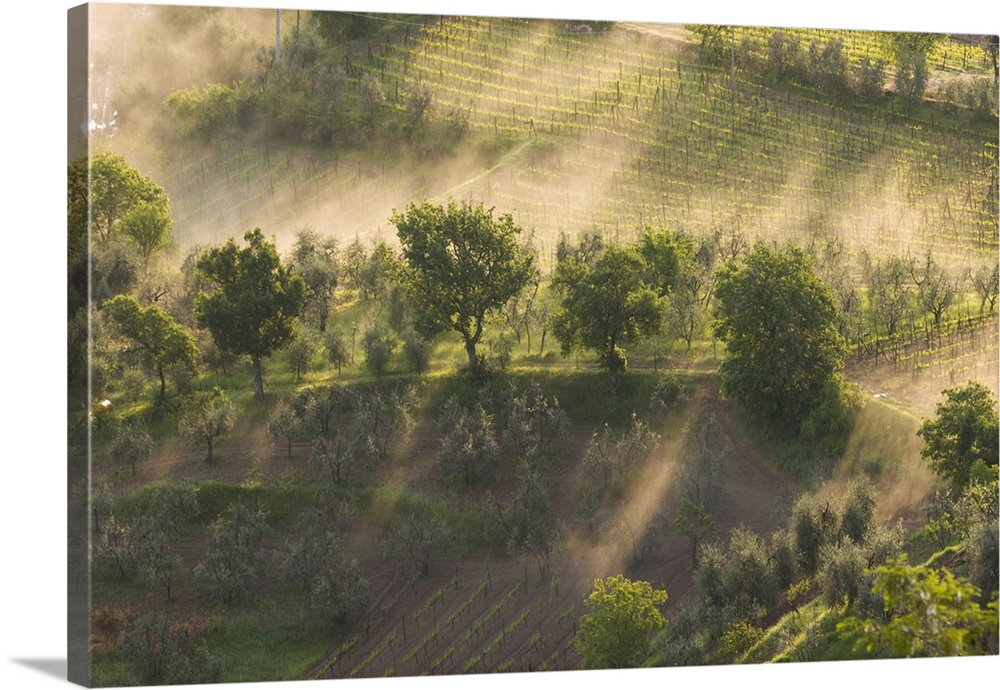 Italy, Tuscany, Fog wafts through trees below Montalcino.