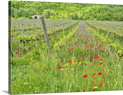 Italy, Tuscany, Fresh Spring Vineyards With Wildflowers