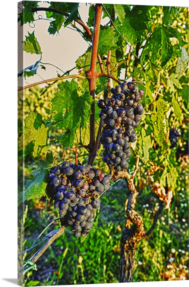 Europe, Italy, Tuscany, Greve. Late summer sun bathes Chianti grapes.