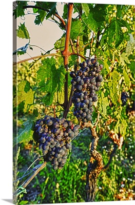 Italy, Tuscany, Greve. Late summer sun bathes Chianti grapes
